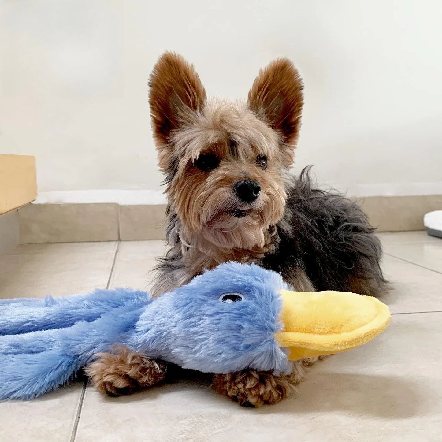 Interactive squeaky dog chew toy, crinkle duck, blue, large, durable for small, medium & large chewers and fetch lovers