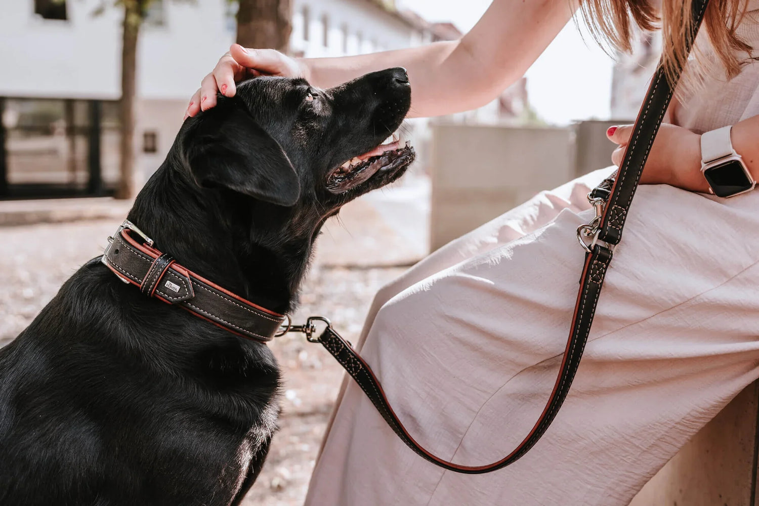 Leashes and Collars